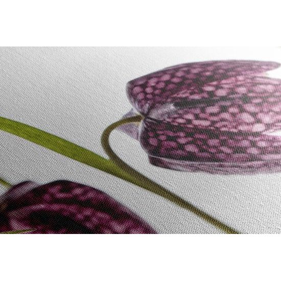 Obraz zaujímavý fialový kvet