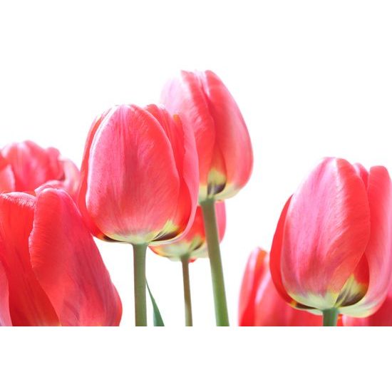 Obraz elegantné tulipány