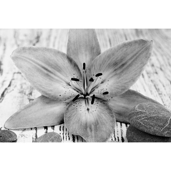 Obraz ružový kvet na drevenom podklade v čiernobielom prevedení
