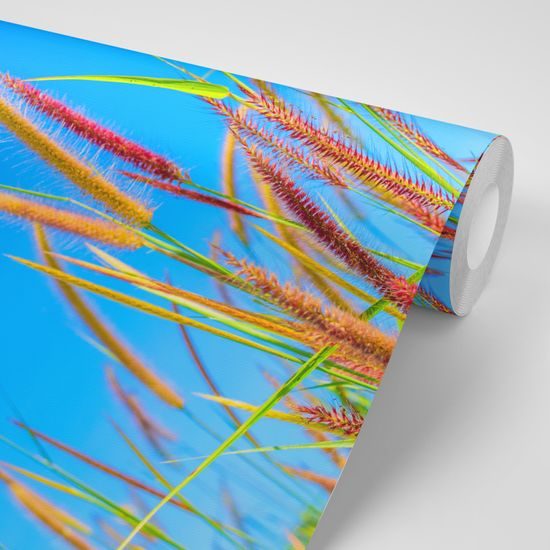 Tapeta klasy trávy pod oblohou