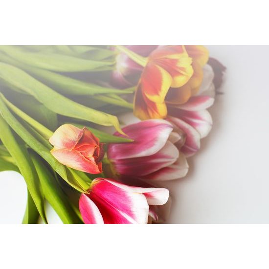 Obraz prekrásne sfarbené tulipány