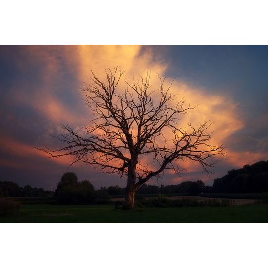 Fototapeta krása prírody