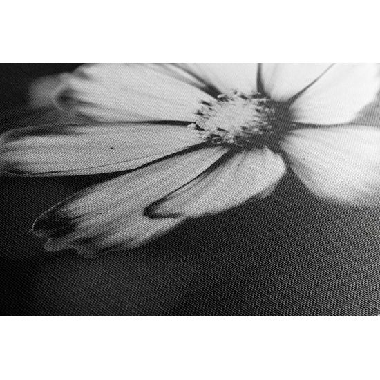 Obraz nežný kvet krasuľky v čiernobielom prevedení