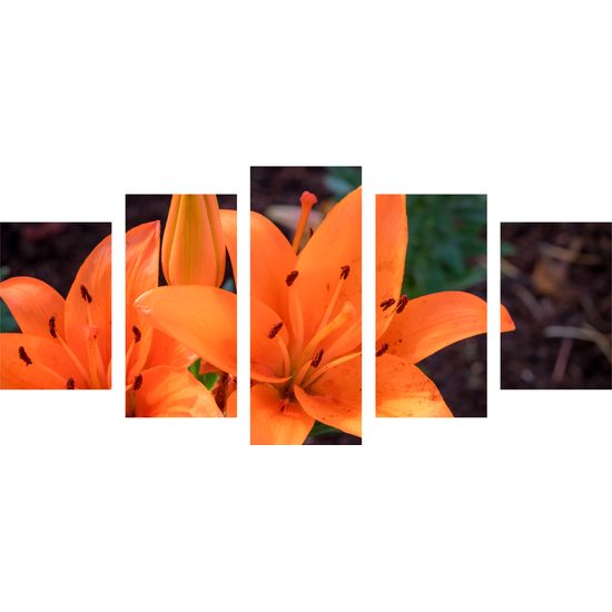5-dielny obraz oranžová dália