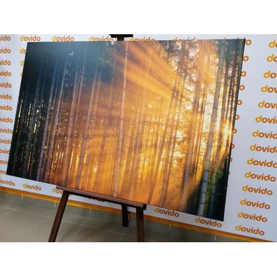 Obraz slnko vykúkajúce pomedzi stromy