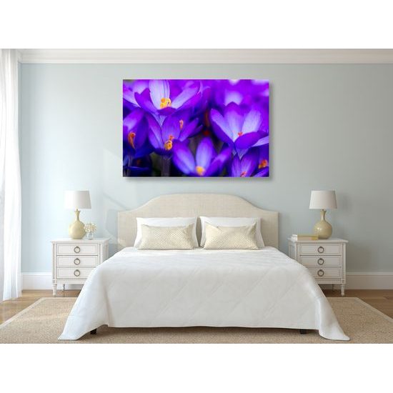Obraz nádherný purpurový šafrán