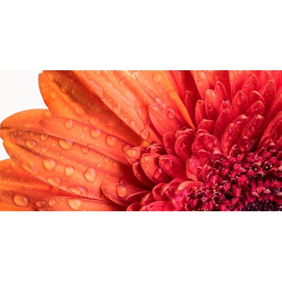 Obraz ranná rosa na nádhernej gerbere