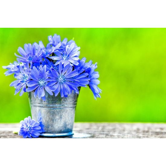 Obraz nádherné kvety s zeleným pozadím