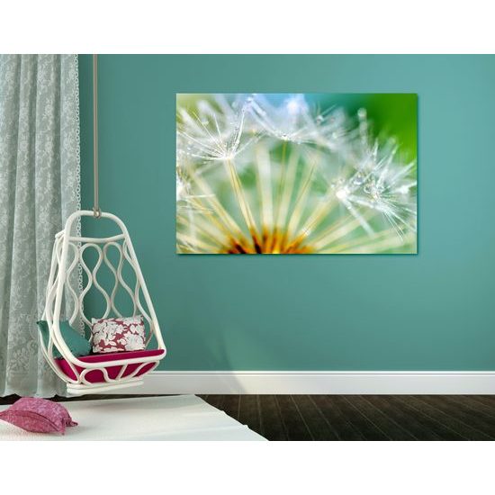 Obraz raná rosa na púpave