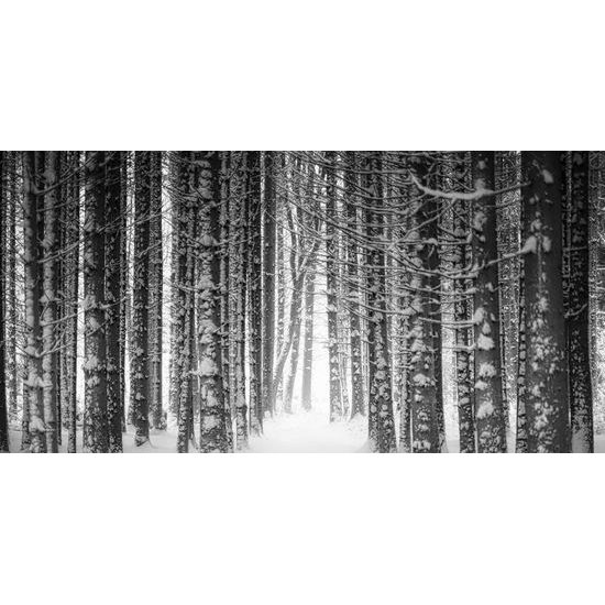 Obraz čiernobielý les v zimnom období