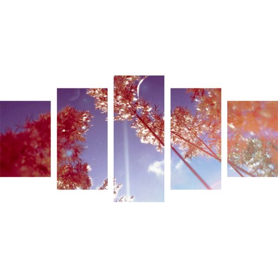 5-dielny obraz steblá trávy v lúčoch slnka