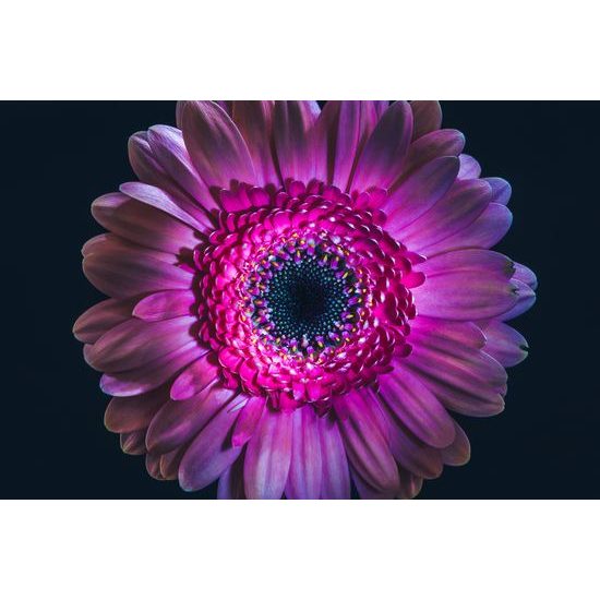 Obraz detail gerbery