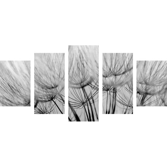 5-dielny obraz presný detail púpavy v čiernobielom prevedení