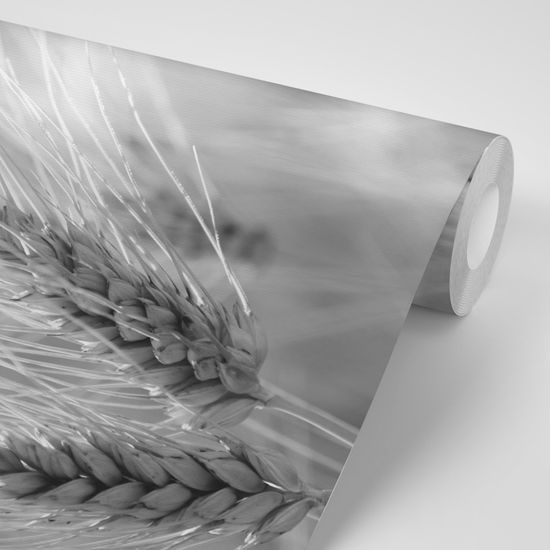 Očarujúca samolepiaca fototapeta detail pšenice v čiernobielom prevedení