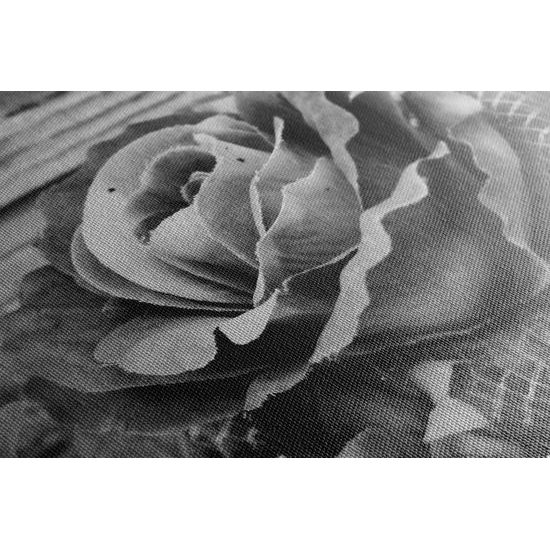 Obraz nádherná ruža v čiernobielom prevedení
