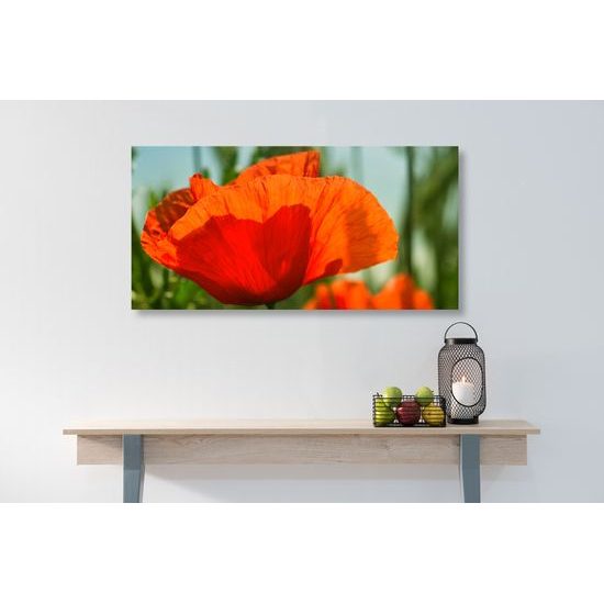 Obraz nádherný mak