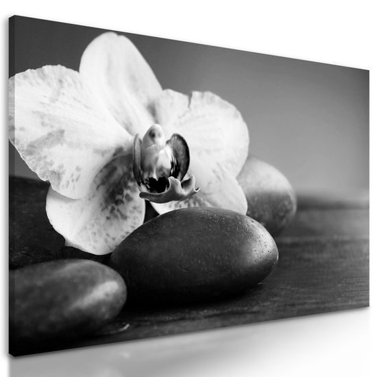 Obraz zaujímavo sfarbená orchidea a Zen kamene v čiernobielom prevedení