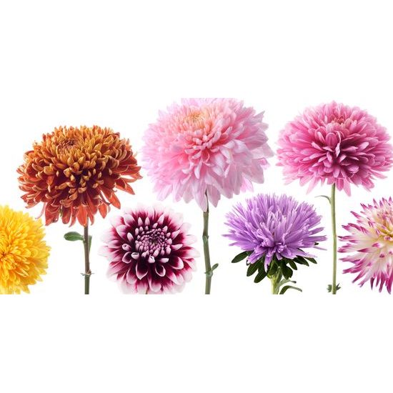 Obraz kvety dálie v rôznych farbách