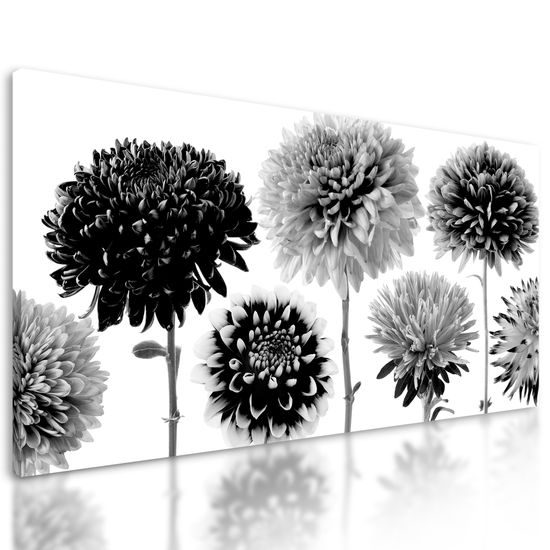 Obraz čiernobiele kvety dálie
