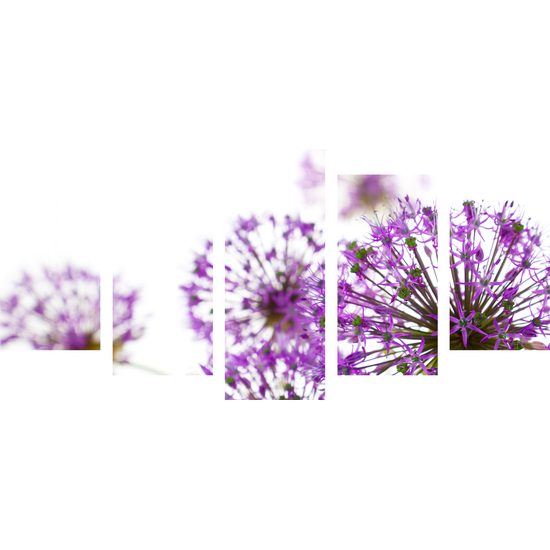 5-dielny obraz jedinečné kvety cesnaku