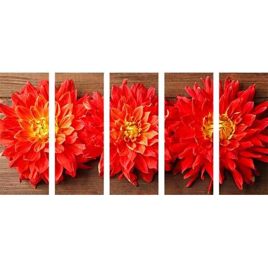 5-dielny obraz kvety nežnej dálie na drevenom pozadí