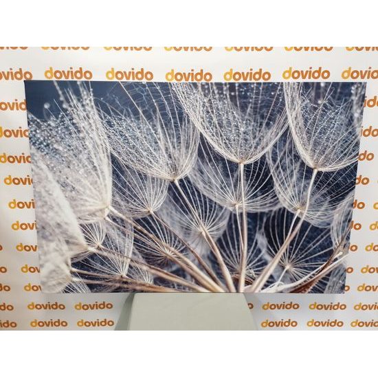 Obraz detail púpavy