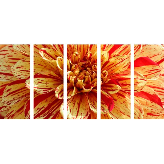 5-dielny obraz ohromná dália
