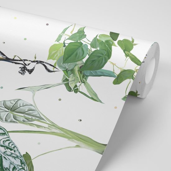 Tapeta nádherné tropické rastliny na bielom pozadí