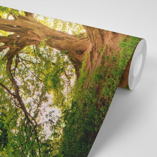 Samolepiaca fototapeta čaro mohutných stromov