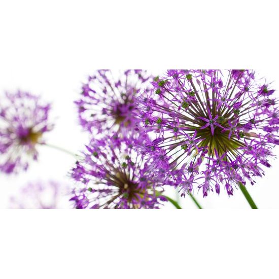 Obraz jedinečné kvety cesnaku