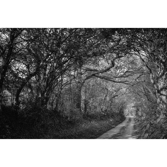 Obraz les ako vystrihnutý z rozprávky v čiernobielom prevedení