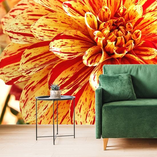 Originálna fototapeta fascinujúca dália