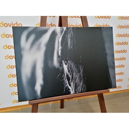 Obraz čiernobiely kôň