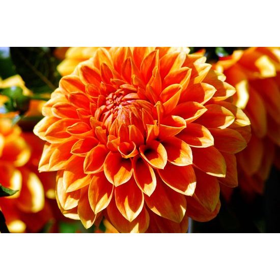 Obraz oranžová dychberúca dália