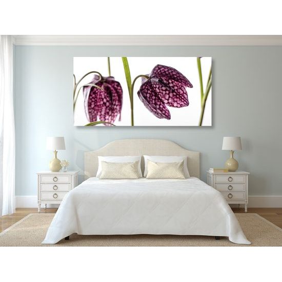 Obraz zaujímavý kvet zvončeka