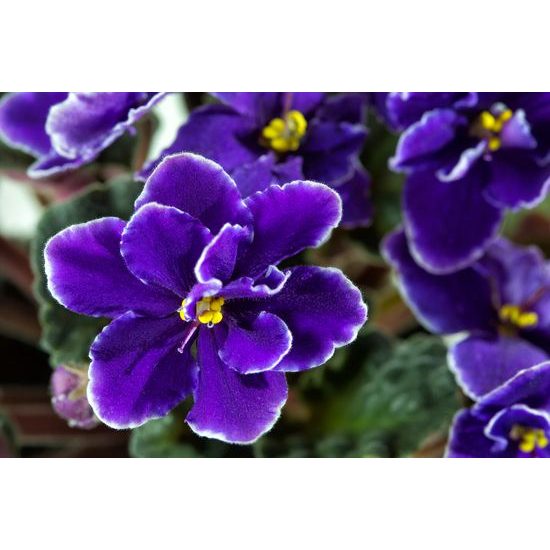 Obraz nádherne kvitnúca fialka