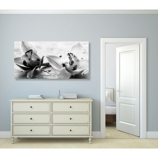 Obraz nádherné čiernobiele kvety orchidey