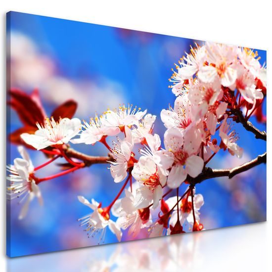 Obraz jarné kvietky čerešne