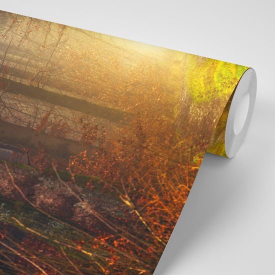 Fototapeta tajomný jesenný les