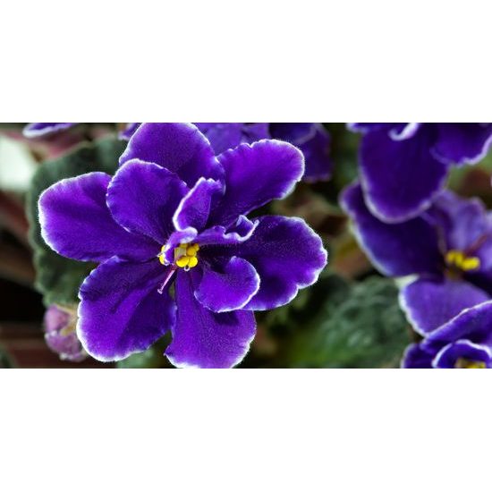 Obraz kvitnúca fialka