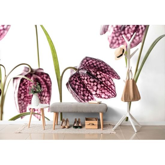 Fototapeta šachovnicový kvet sfarbený do fialova