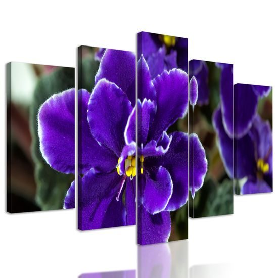 5-dielny obraz kvitnúca fialka