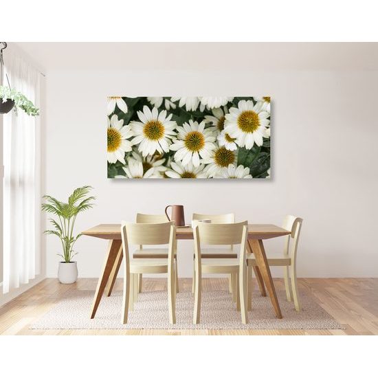 Obraz liečivý rumanček