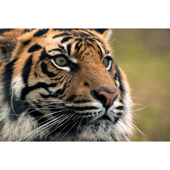 Obraz majestátny tiger