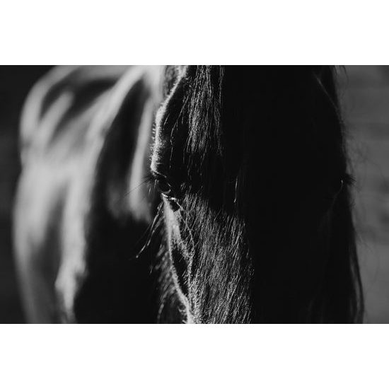 Obraz čiernobiely kôň