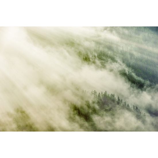 Fototapeta les zahalený do hmly