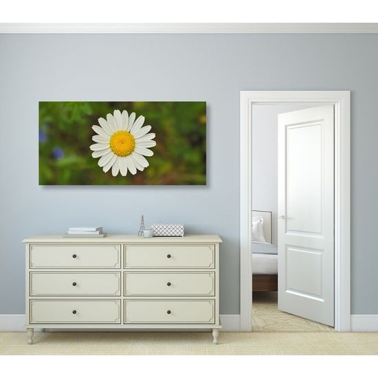 Obraz krásny lúčny kvet