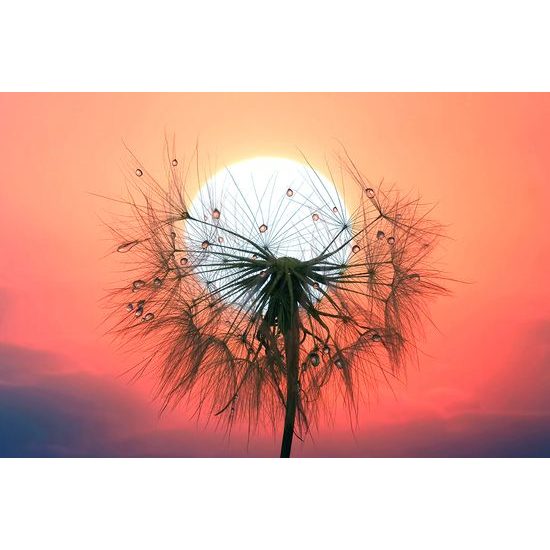 Samolepiaca fototapeta púpava so zapadajúcim slnkom