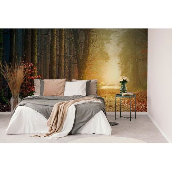 Samolepiaca fototapeta cesta lesom