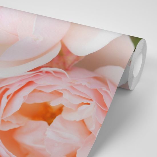 Samolepiaca fototapeta detail pastelovej ruže